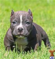 american pit bull puppy posted by Exotic Bully